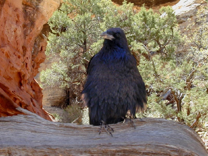 Scruffy Crow